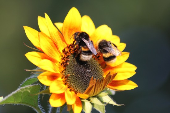 Beispielhafte Blumenpracht mit zahllosen Insekten - bei uns zu sehen!